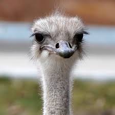 ostrich